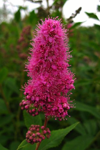 Спирея Билларда (Spiraea  billardii)