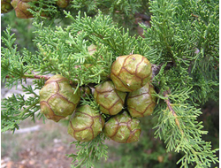Кипарис (Cupressus sempervirens), ягоды, Крым (5 мл)  - 100% натуральное эфирное масло