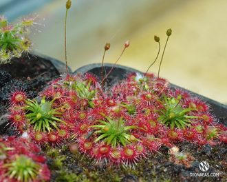 Drosera "Occidentalis var. microscapa"