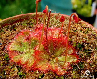 Drosera "Aliciae"