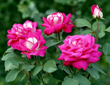 Розы чайногибридные