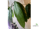 Ficus cerasiformis / Фикус Вишневидный