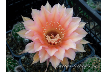 Echinopsis (Эхинопсис)