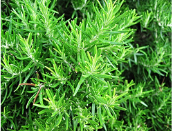 Розмарин эфирное масло, IFF