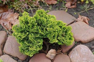 Кипарисовик туполистный Нана Аурея (Chamaecyparis obtusa Nana Aurea)