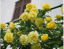 Римоза (climbing Rimosa) роза