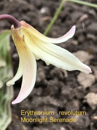 Erythronium revolutum Moonlight Serenade