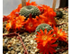 Rebutia krainziana ‘orange’. Взрослое цветущее растение.