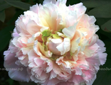 Paeonia Madylon