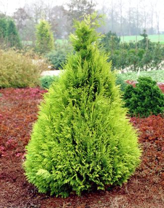 Кипарисовик Лавсона Стардаст (Chamaecyparis lawsoniana Stardust) (40-60см)