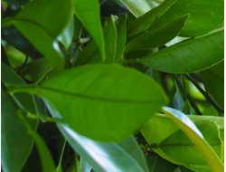 Петитгрейн (Citrus aurantium) листья горького апельсина (5 мл) - 100% натуральное эфирное масло