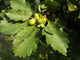 Дуб черешчатый или обыкновенный (Quercus robus)(40-60/3л)