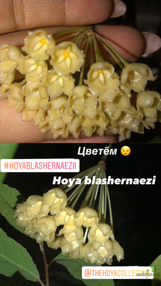 Hoya Blashernaezii