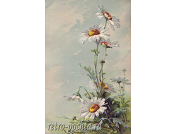 1153 Цветы  Catharina Klein