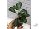 Ficus  diversifolia variegata / фикус дельтовидный вариегатный