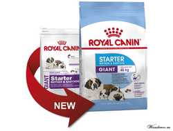Royal Canin Giant Starter Роял Канин Джаинт Стартер корм для щенков собак гигантских пород в период отъема и до 2 месяцев, 4 кг
