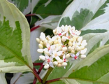 Элегантиссима дерен белый (Cornus alba Elegantissima)5л