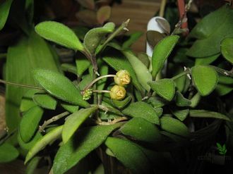 Hoya parvifolia