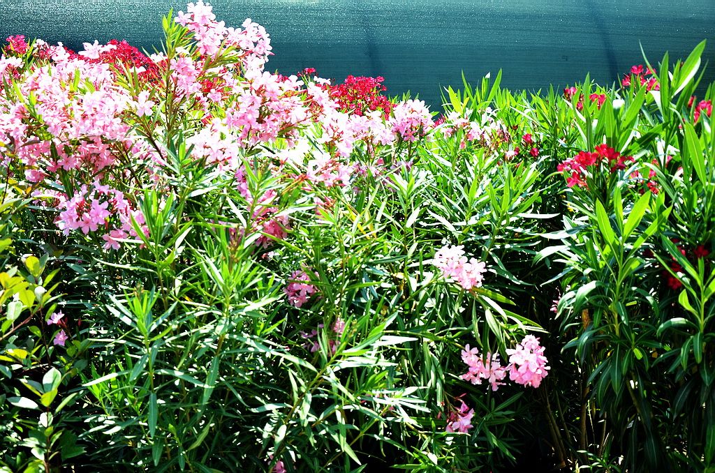 Отравление олеандром (Nerium oleander)