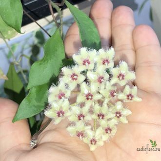 Hoya soidaoensis