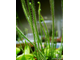 Drosera Filiformis