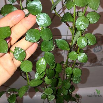 Hoya Lacunosa "Fraser Hills"