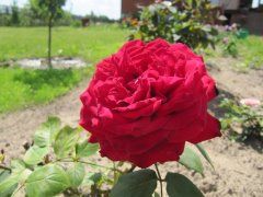 Ботеро (Botero, Дуфтфестиваль) Ч/Г, Meilland International Ботеро (Botero, Дуфтфестиваль) Ч/Г, Meilland International