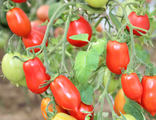 Низкорослые сорта томатов и гномы