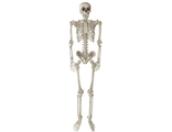 скелет человека, скелетик, хэлоуин, праздник, ужас, страх, прикол, череп, кости, skeleton, skull