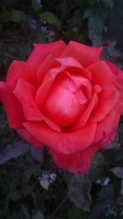 Импульс Ч/Г. Импульс Ч/Г.