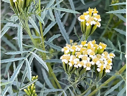 Бархатцы дикие (Tageta minuta) цветки, Индия 5 мл - 100% натуральное эфирное масло