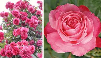 Розанна, (Роsanna) клаймбер. Kordes Розанна, (Роsanna) клаймбер. Kordes