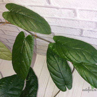 Ficus sp.(T25) aff villosa (big leaf) / фикус виллоза крупный лист