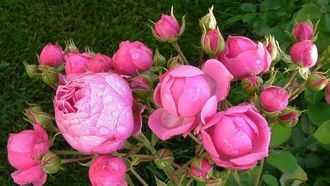 Помпонелла ( Pomponella), Kordes Помпонелла ( Pomponella), Kordes