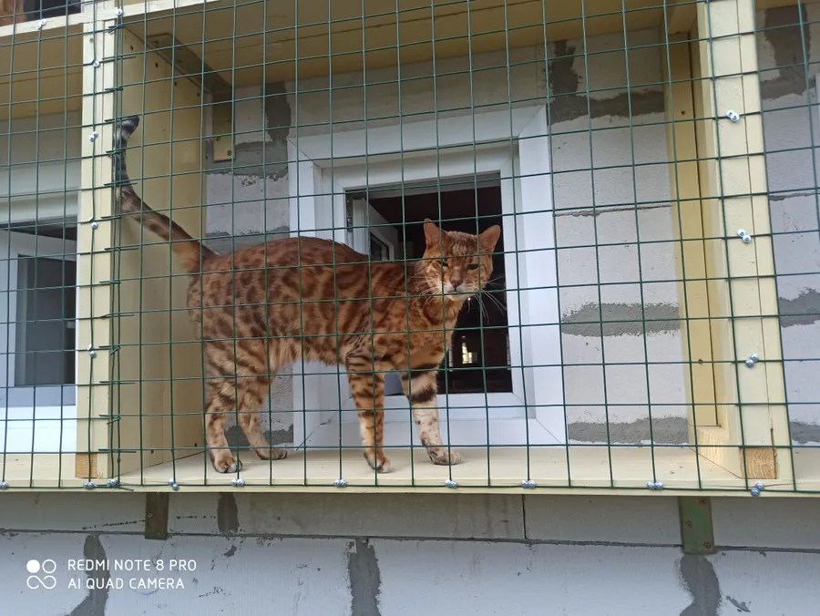 Бенгальский кот Барри