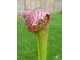 Sarracenia Excellens