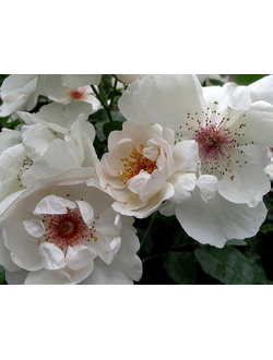 Rose Gallica absolute 50% (Дикая роза абсолют) Франция, 2 мл