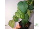 Ficus villosa “Blume” / фикус виллоза малая