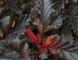 Пузыреплодник калинолистный Ред Барон (Physocarpus opulifolius Red Baron)