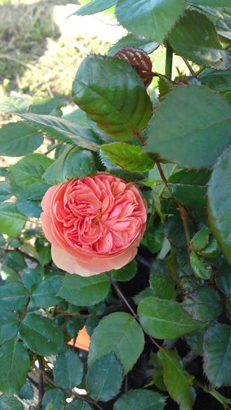 Чиппендейл, (chippendale). шраб. Tantau Чиппендейл, (chippendale). шраб. Tantau