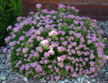 Литтл Принцесс спирея японская(Spiraea japonica Little Princess) (3л)