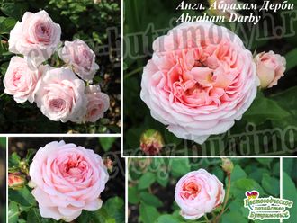 2284 Весна2024 Англ. Абрахам Дэрби Abraham Darby