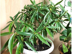 Ficus Neriifolia / фикус нериифолия иволистный