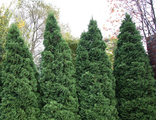 Туя западная Холмструп (Thuja occidentalis Holmstrup) (20-40\3л)