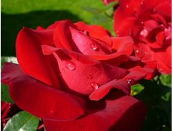 Цветочная вода Розы (органик)