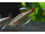 Кардинал (Tanichthys alboneubes)