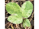 Hepatica nobilis  var.variegata