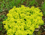 Барбарис тунберга Тини Голд (Berberis thunbergii Tiny Gold)