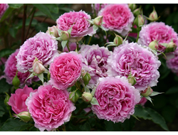 Шахеризада (Sheherazade) японская роза