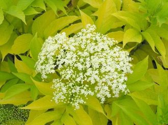 Бузина чёрная Ауреа (Sambucus nigra Aurea) (20-40/3л)